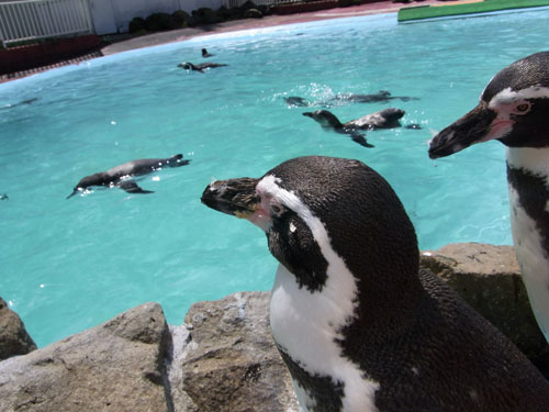 釧路動物園