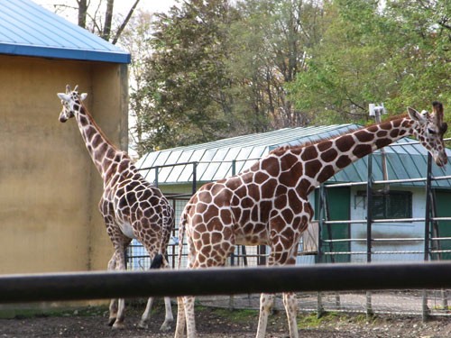 おびひろ動物園