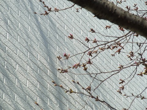 桜　開花2019