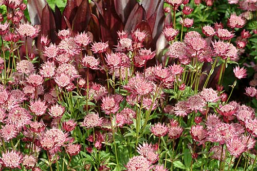 北海道・十勝のガーデンプラン