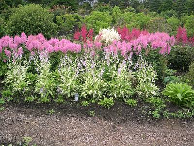 昨年撮った写真ですが