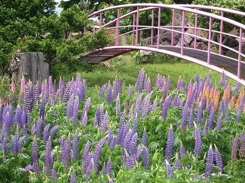 青色系の宿根草