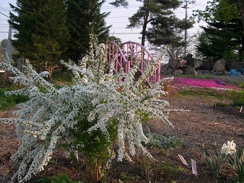 白色系の宿根草