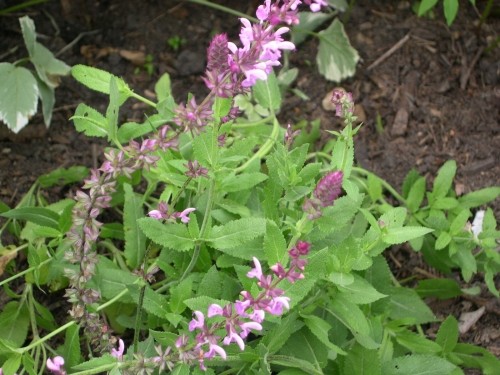 サルビア・ローズクイーン Salvia x superba Rose Queen