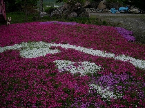 シバザクラ Phlox subulata