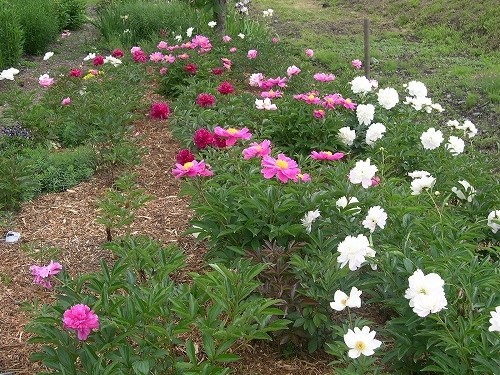 シャクヤク Paeonia lactiflora