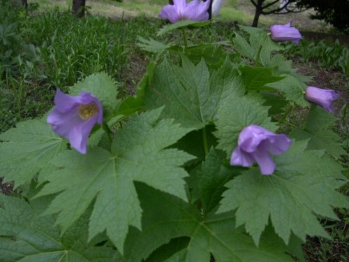 シラネアオイ Glaucidium palmatum
