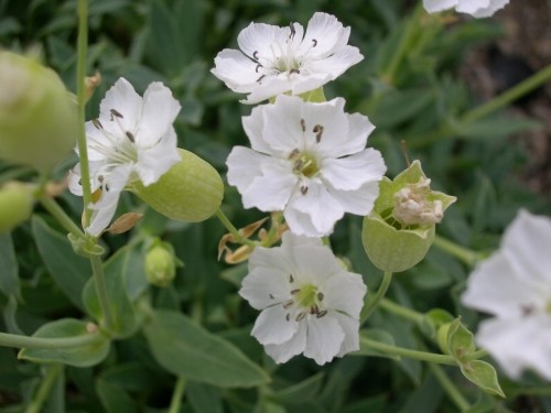 シレネ・ユニフローラ Silene uniflora Alba