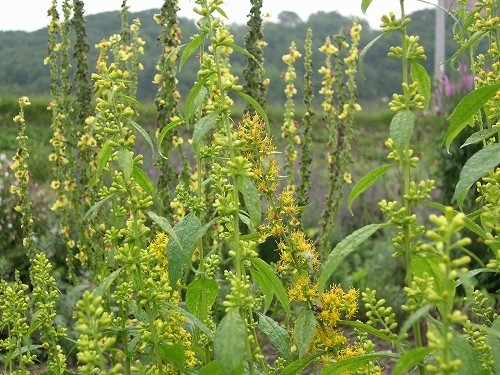 ソリダゴ Solidago sp
