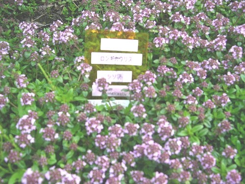 「香りのマット」タイム・ロンギカウリス Tymus longicaulis