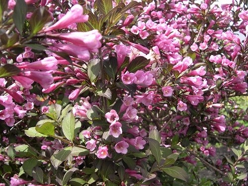 「欧米で人気のシュラブ型樹木」タニウツギ Weigela hortensis