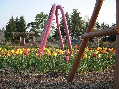 チューリップ Tulipa