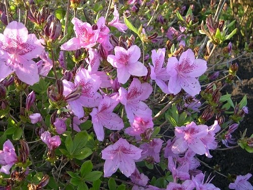 絶滅危惧種　チョウセンヤマツツジRhododendron poukhanense