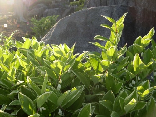 斑入りアマドコロ　Polygonatum odoratum var. pluriflorum