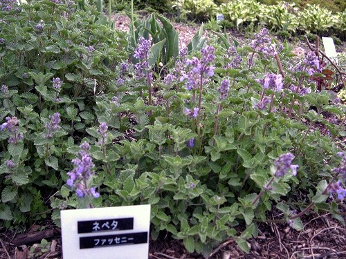 「キャットミント」 ネペタ・ファッセニー Nepeta ×faassenii