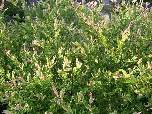 ハクロニシキ Salix integra Hakuro-nishiki