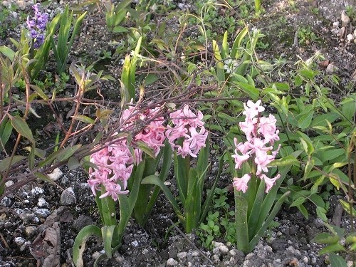 「香りも楽しめる球根植物」ヒヤシンス Hyacinthus orientalis