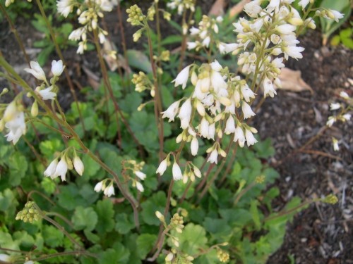 ヒューケラ・サンギネア(白花) Heuchera sanguinea Alba