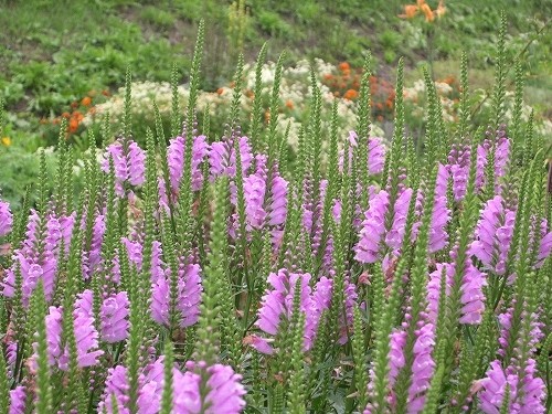 Aamuaurinkoon perenna