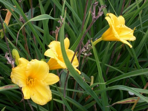 「デイリリー」ヘメロカリス Hemerocallis