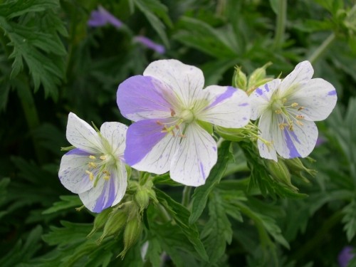ゲラニウム・プラテンセ Geranium pratense striatum