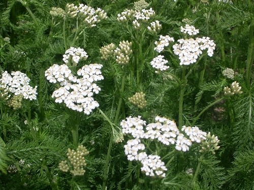 「帰化したハーブ」セイヨウノコギリソウ Achillea millefolium