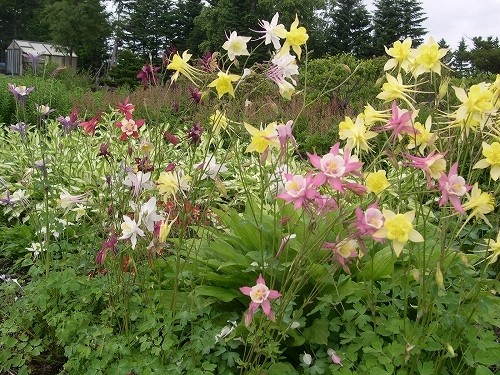 「宿根草の定番」 アキレギア Aquilegia spp