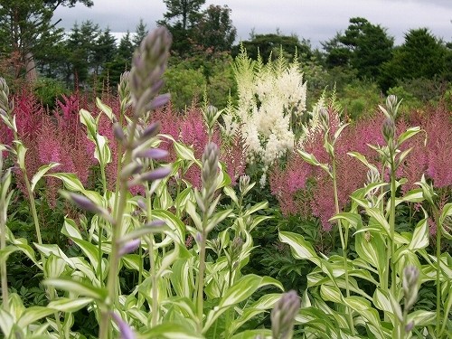 「ふんわりのイメージ」アスチルベ Astilbe spp