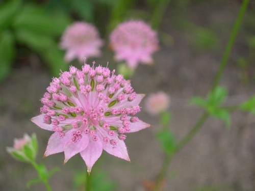 「造形的な花」アストランティア・マキシマ Astrantia maxima