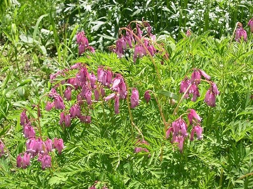 アメリカコマクサ Dicentra formosa