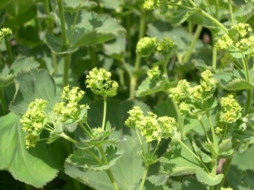 「シルバーリーフ」アルケミラ・モリス Alchemilla mollis