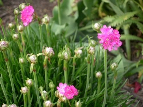 「海に近い」アルメリア・マリティマ Armeria maritima