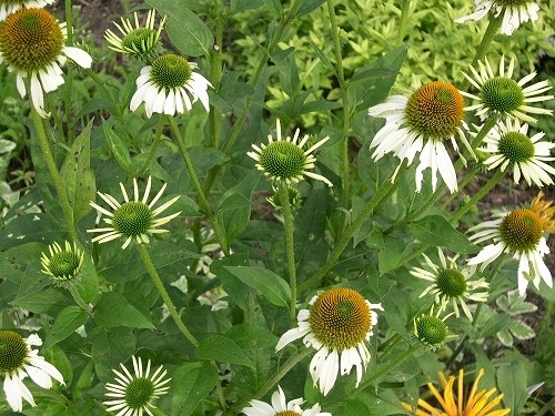 エキナセア・ホワイトスワン Echinacea purpurea White Swan