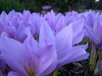 「卓上でも楽しめる？」コルチカム Colchicum autumnale