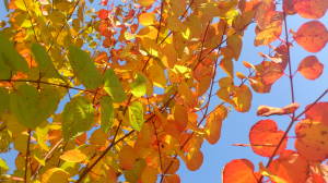 ~紅葉~