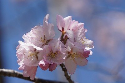 緑ヶ丘公園～さくら～