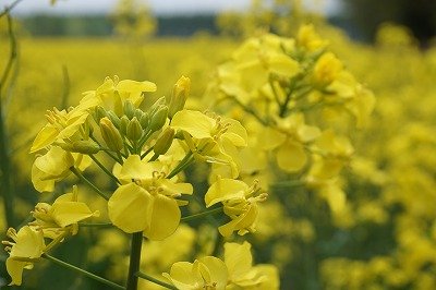 ５月最後の日曜日～