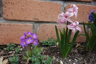 花壇の春