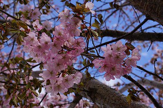 緑ヶ丘公園～桜～