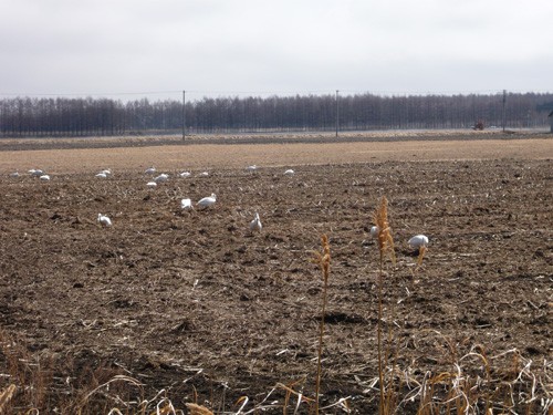トウモロコシ畑に白鳥の群れ