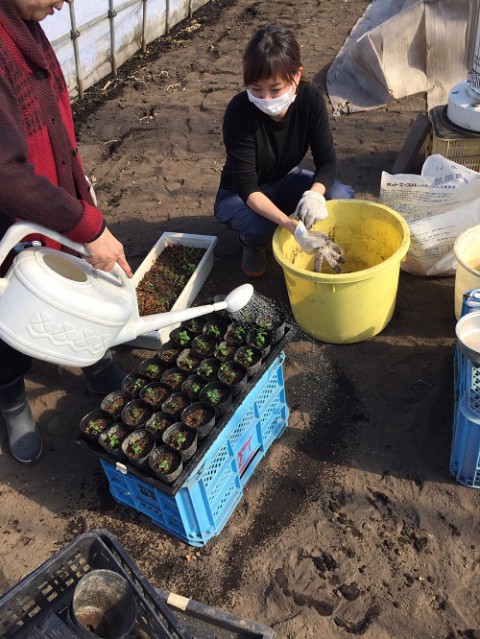 農園日記 ミントの鉢上げ