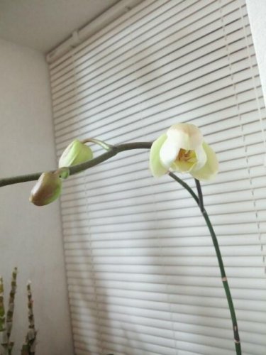 間もなく開花！