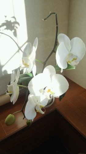 五輪咲いています♪