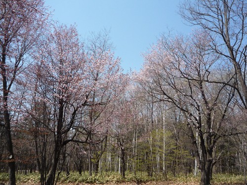 咲くらまつり、５月１４日開催です♪