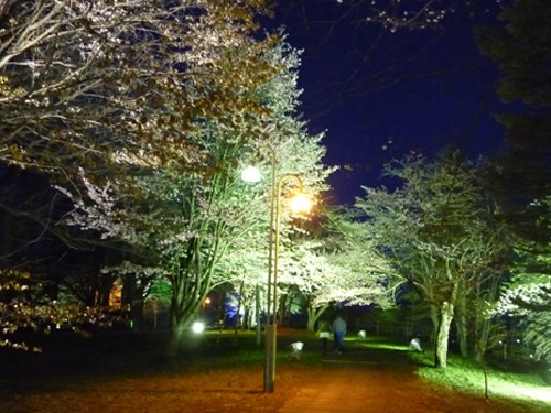 鈴蘭公園、夜桜ライトアップ実施中です。