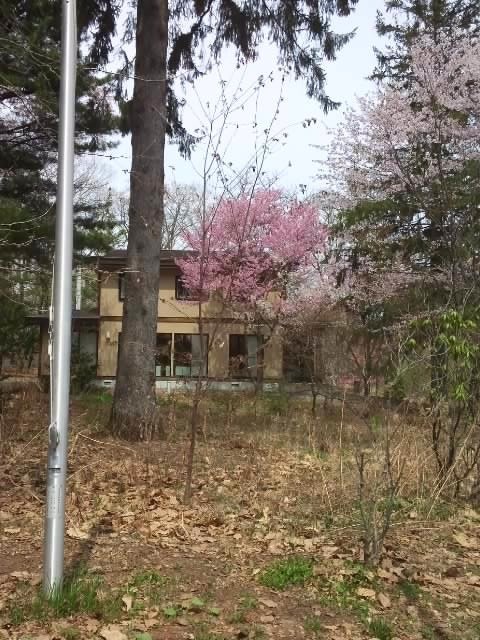 音更神社様見事な桜でした