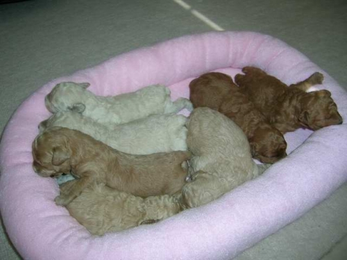 ♪今日の仔犬♪