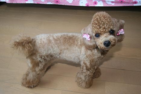 ♪サマーカット♪