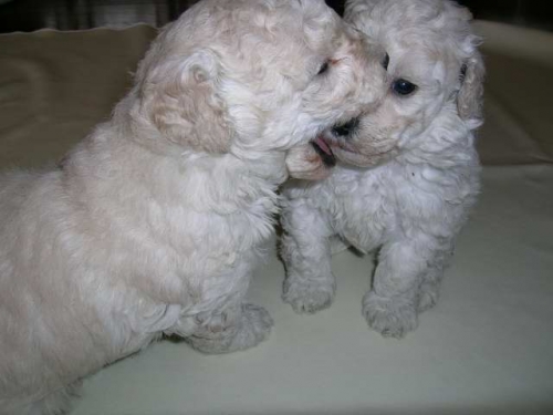 ♪今日の仔犬達　３♪