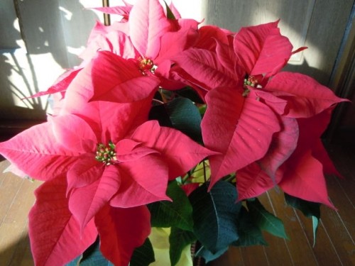 ♪クリスマスキャロル?。。。♪